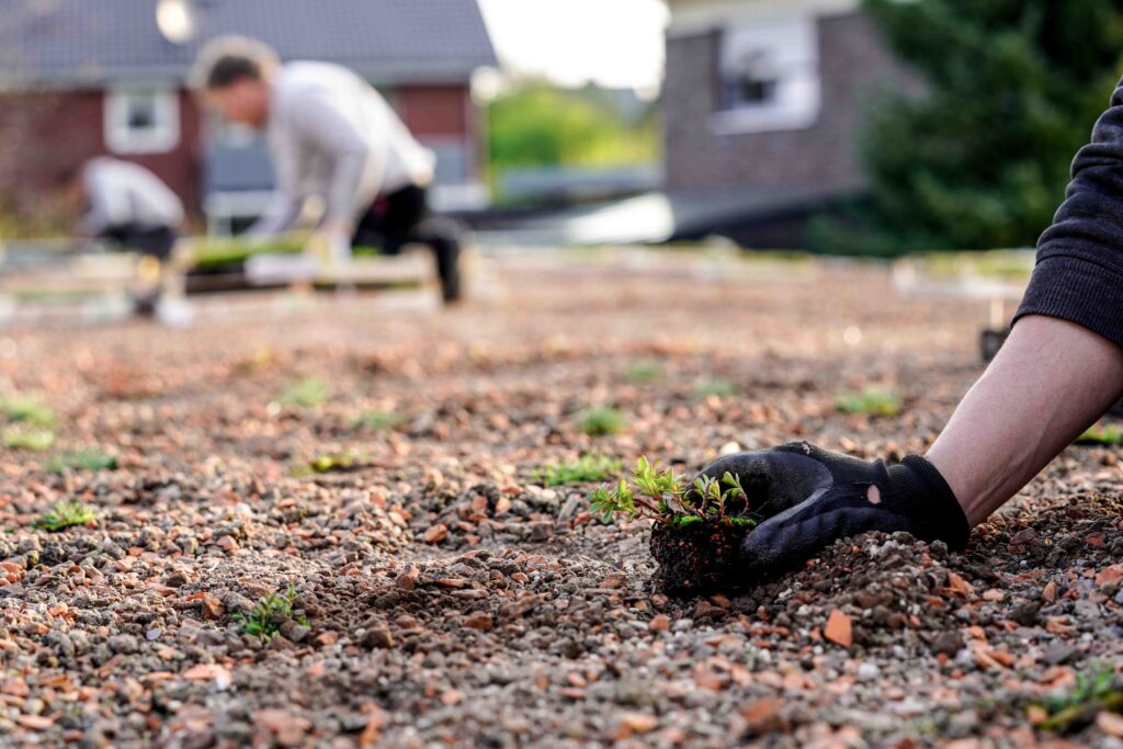 Ein Handschuh hält eine Pflanze über erdigem Boden, unscharfe Personen arbeiten im Hintergrund im Garten.